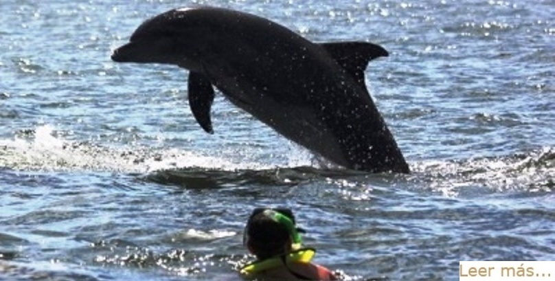 turismo_vallarta_delfines_